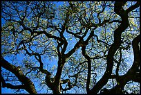 Oak tree in spring. Menlo Park,  California, USA (color)