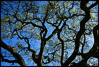 Oak tree in spring. Menlo Park,  California, USA (color)