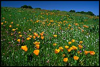 Poppies in the spring, Russian Ridge Open Space Preserve. Palo Alto,  California, USA (color)