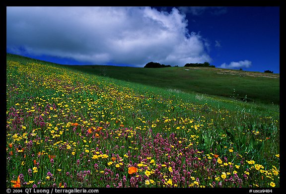 Wildflowers in the spring, Russian Ridge Open Space Preserve. Palo Alto,  California, USA (color)