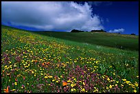 Wildflowers in the spring, Russian Ridge Open Space Preserve. Palo Alto,  California, USA (color)