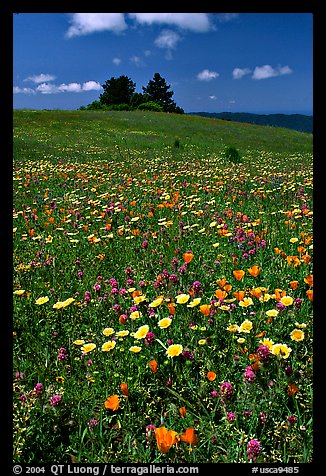 Meadows covered with wildflowers in the spring, Russian Ridge Open Space Preserve. Palo Alto, SF Bay area, California, USA (color)