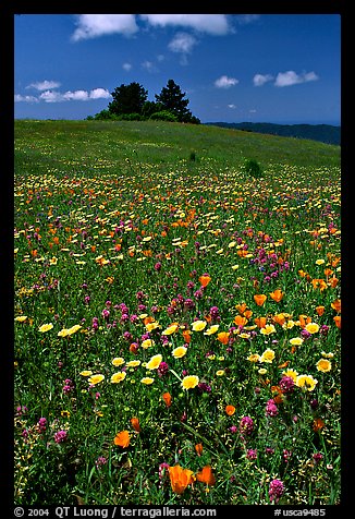 Meadows covered with wildflowers in the spring, Russian Ridge Open Space Preserve. Palo Alto, SF Bay area, California, USA