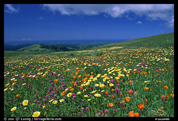 Meadows in the spring, with the Pacific ocean in the distance,  Russian Ridge Open Space Preserve. Palo Alto,  California, USA (color)