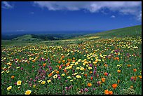 Meadows in the spring, with the Pacific ocean in the distance,  Russian Ridge Open Space Preserve. Palo Alto,  California, USA (color)