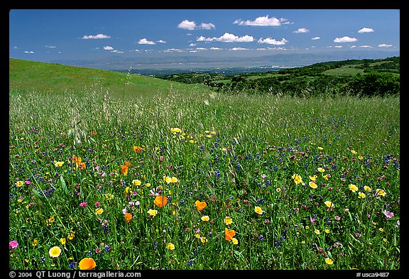 Meadows in the spring, with the Silicon Valley in the distance,  Russian Ridge Open Space Preserve. Palo Alto,  California, USA