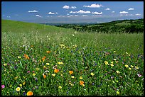 Meadows in the spring, with the Silicon Valley in the distance,  Russian Ridge Open Space Preserve. Palo Alto,  California, USA ( color)