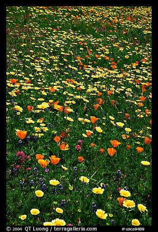 Meadows with wildflowers in the spring, Russian Ridge Open Space Preserve. Palo Alto,  California, USA