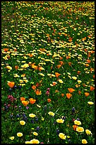 Meadows with wildflowers in the spring, Russian Ridge Open Space Preserve. Palo Alto,  California, USA