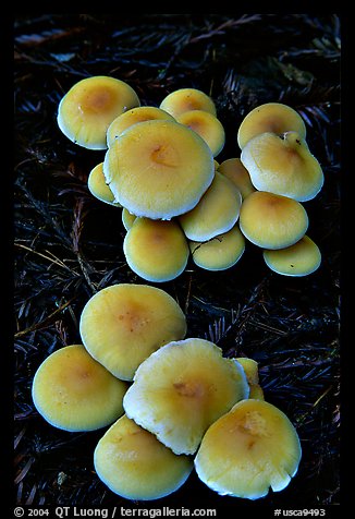 Mushrooms. Big Basin Redwoods State Park,  California, USA