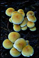 Mushrooms. Big Basin Redwoods State Park,  California, USA (color)