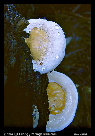 Mushrooms. Big Basin Redwoods State Park,  California, USA (color)