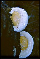 Mushrooms. Big Basin Redwoods State Park,  California, USA (color)