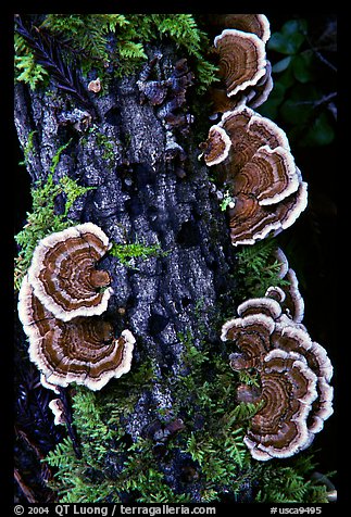 Mushrooms. Big Basin Redwoods State Park,  California, USA (color)