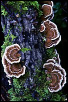 Mushrooms. Big Basin Redwoods State Park,  California, USA