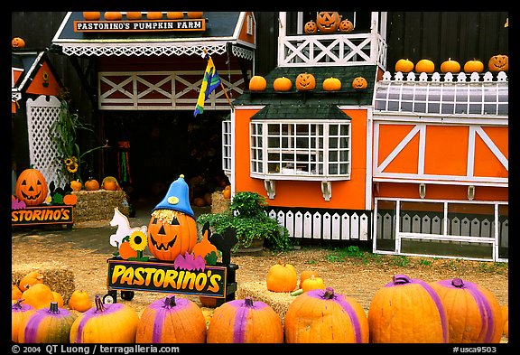 Pastorino pumpkin farm. Half Moon Bay, California, USA (color)