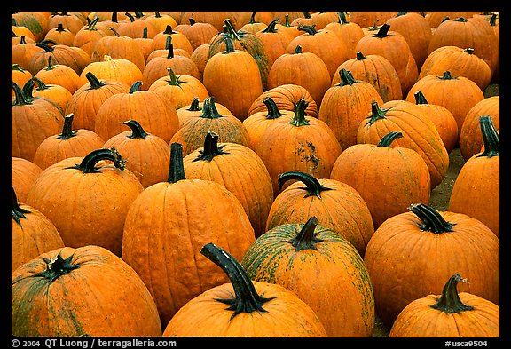 Pumpkins in a patch, near Pescadero. San Mateo County, California, USA