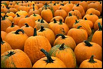 Pumpkins in a patch, near Pescadero. San Mateo County, California, USA