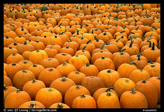 Pumpkin patch, near Pescadero. San Mateo County, California, USA (color)