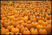 Pumpkin patch, near Pescadero. San Mateo County, California, USA ( color)