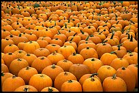 Pumpkin patch, near Pescadero. San Mateo County, California, USA