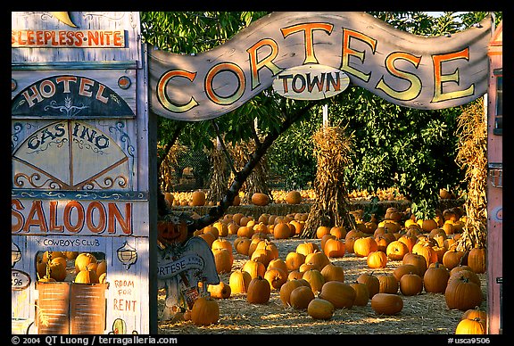 Pumpkin patch. San Jose, California, USA (color)