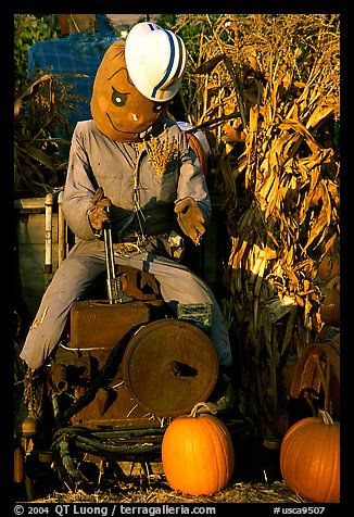 Scarecrow, Pumpkin patch. San Jose, California, USA