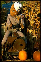 Scarecrow, Pumpkin patch. San Jose, California, USA (color)