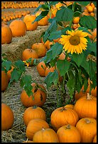 Sunflower and pumpkins. San Jose, California, USA