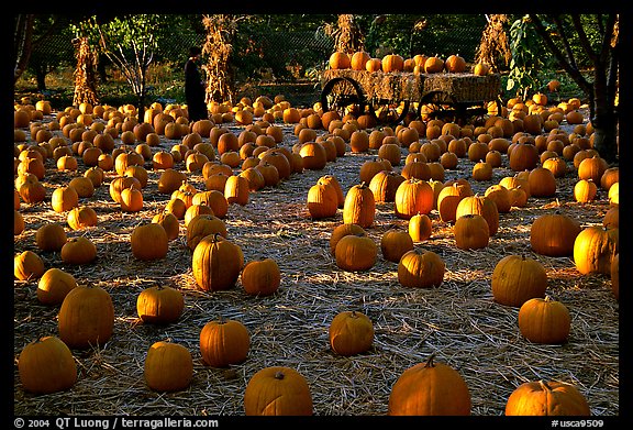 Pumpkin patch. San Jose, California, USA