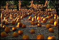 Pumpkin patch. San Jose, California, USA (color)