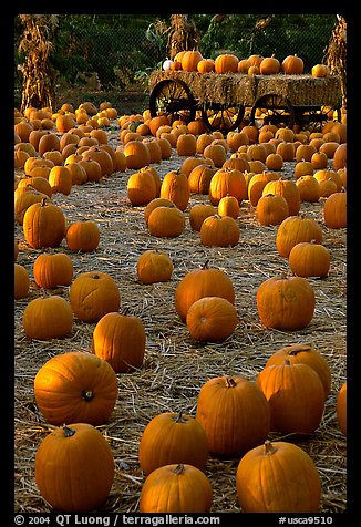 Pumpkin patch. San Jose, California, USA