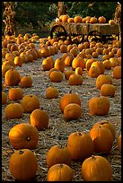 Pumpkin patch. San Jose, California, USA (color)