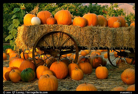 Pumpkin patch. San Jose, California, USA (color)