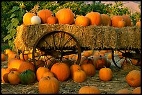 Pumpkin patch. San Jose, California, USA ( color)