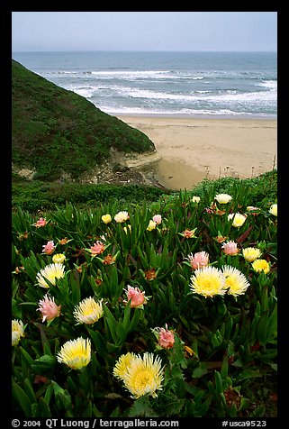 Iceplant flowers and Ocean. San Mateo County, California, USA