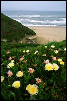 Iceplant flowers and Ocean. San Mateo County, California, USA