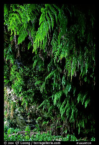 Fern grotto, Wilder Ranch State Park. California, USA (color)