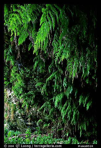 Fern grotto, Wilder Ranch State Park. California, USA