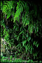 Fern grotto, Wilder Ranch State Park. California, USA (color)