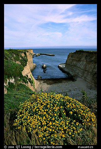 Wildflowers and cliffs, Wilder Ranch State Park, afternoon. California, USA