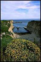 Wildflowers and cliffs, Wilder Ranch State Park, afternoon. California, USA (color)