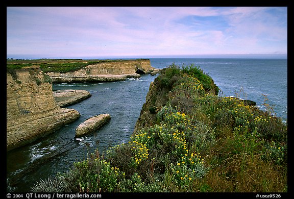 Wildflowers and cliffs, Wilder Ranch State Park, afternoon. California, USA