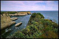 Wildflowers and cliffs, Wilder Ranch State Park, afternoon. California, USA (color)