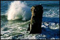 Wave and seastack morning. Santa Cruz, California, USA (color)