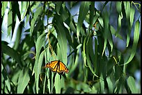 Monarch butterfly in Eucalyptus tree, Natural Bridges State Park. Santa Cruz, California, USA (color)