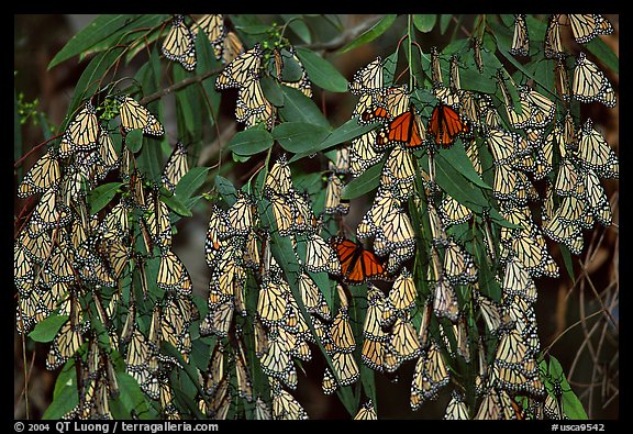 Cluster of Monarch butterflies, Natural Bridges State Park. Santa Cruz, California, USA (color)