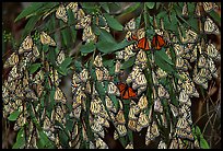 Cluster of Monarch butterflies, Natural Bridges State Park. Santa Cruz, California, USA (color)