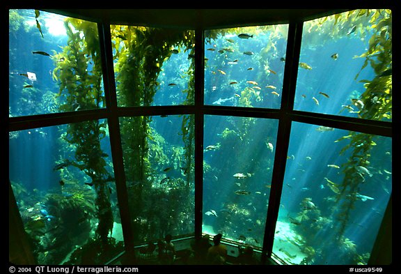 Kelp exhibit, Monterey Aquarium, Monterey. Monterey, California, USA (color)