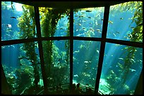 Kelp exhibit, Monterey Aquarium, Monterey. Monterey, California, USA (color)